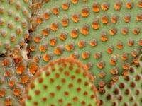 Cactus�
